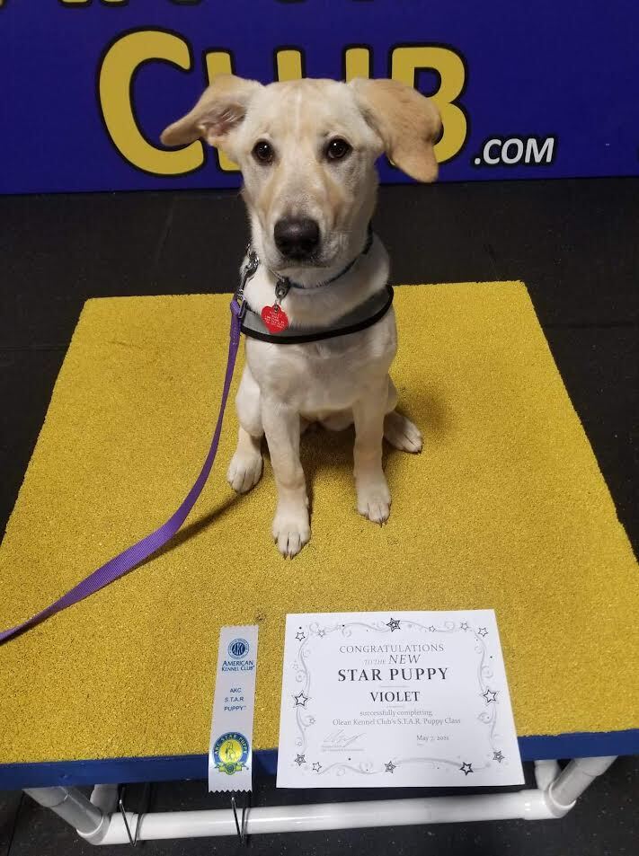 AKC S.T.A.R. Puppy SOLD OUT Olean Kennel Club